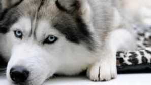 Než krmení husky - tipy na přípravu diety doma